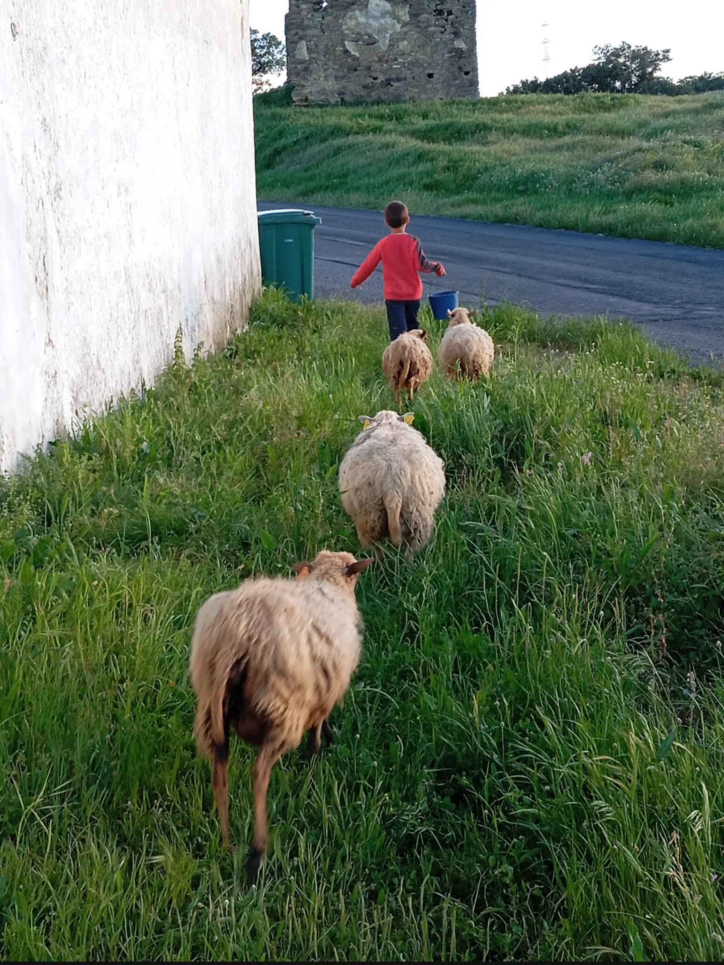 Farm Visit with Picnic in Ourique gallery 6