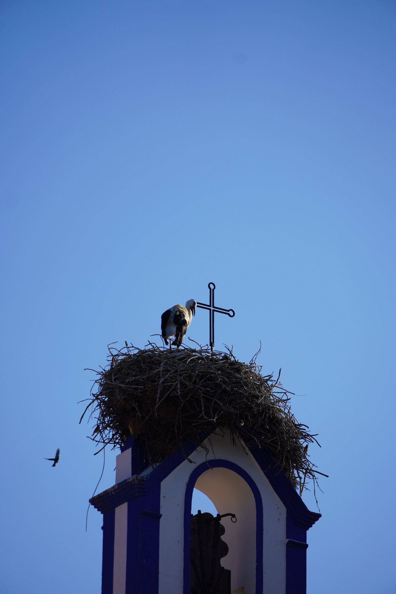Birdwatching Experience in Comporta gallery 6
