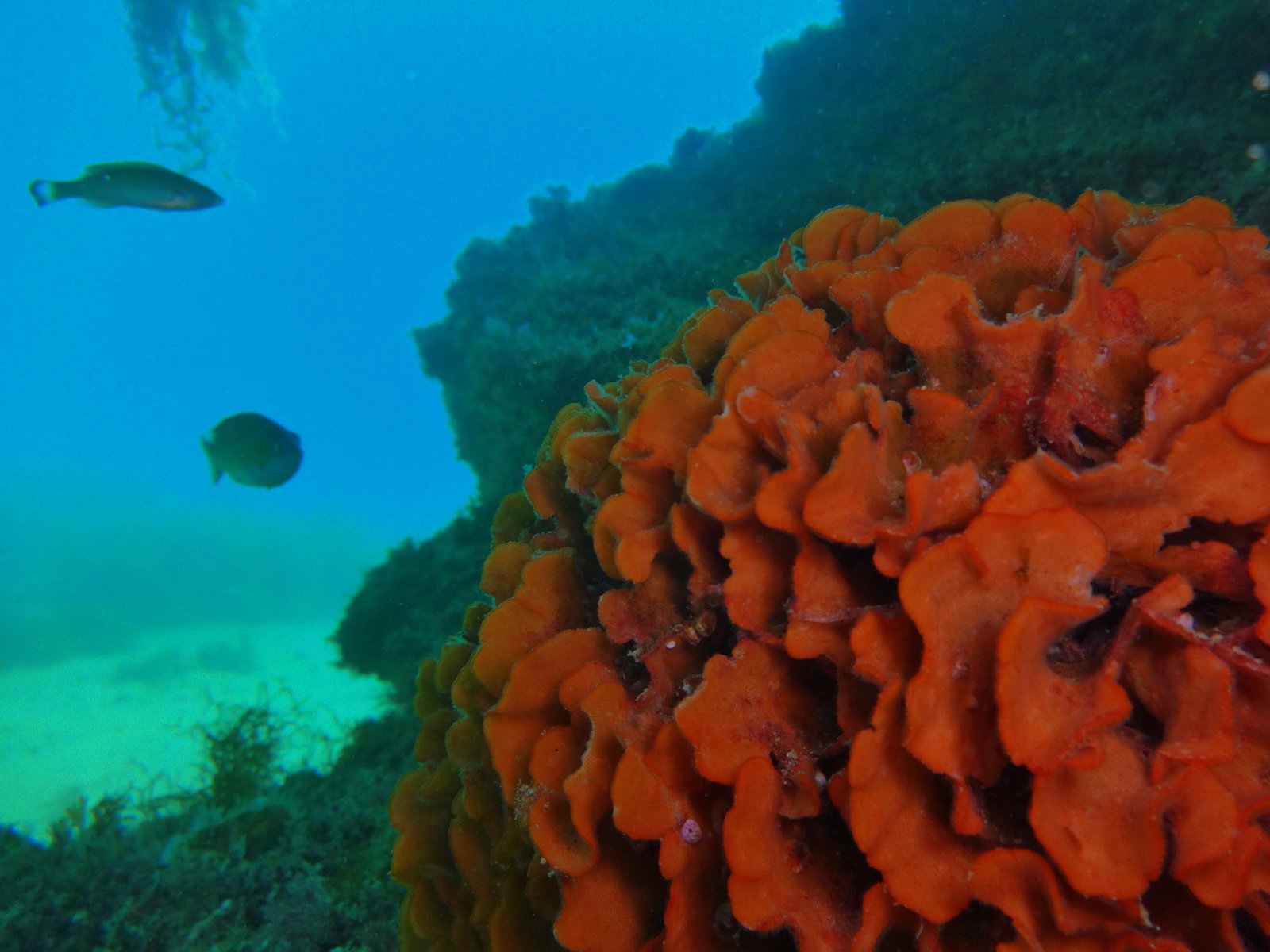 SSI Open Water Diver Course in Albufeira gallery 10