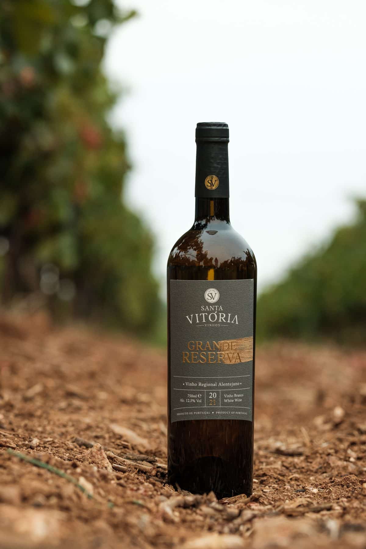 Exclusive Wine and Olive Oil Experience gallery 1