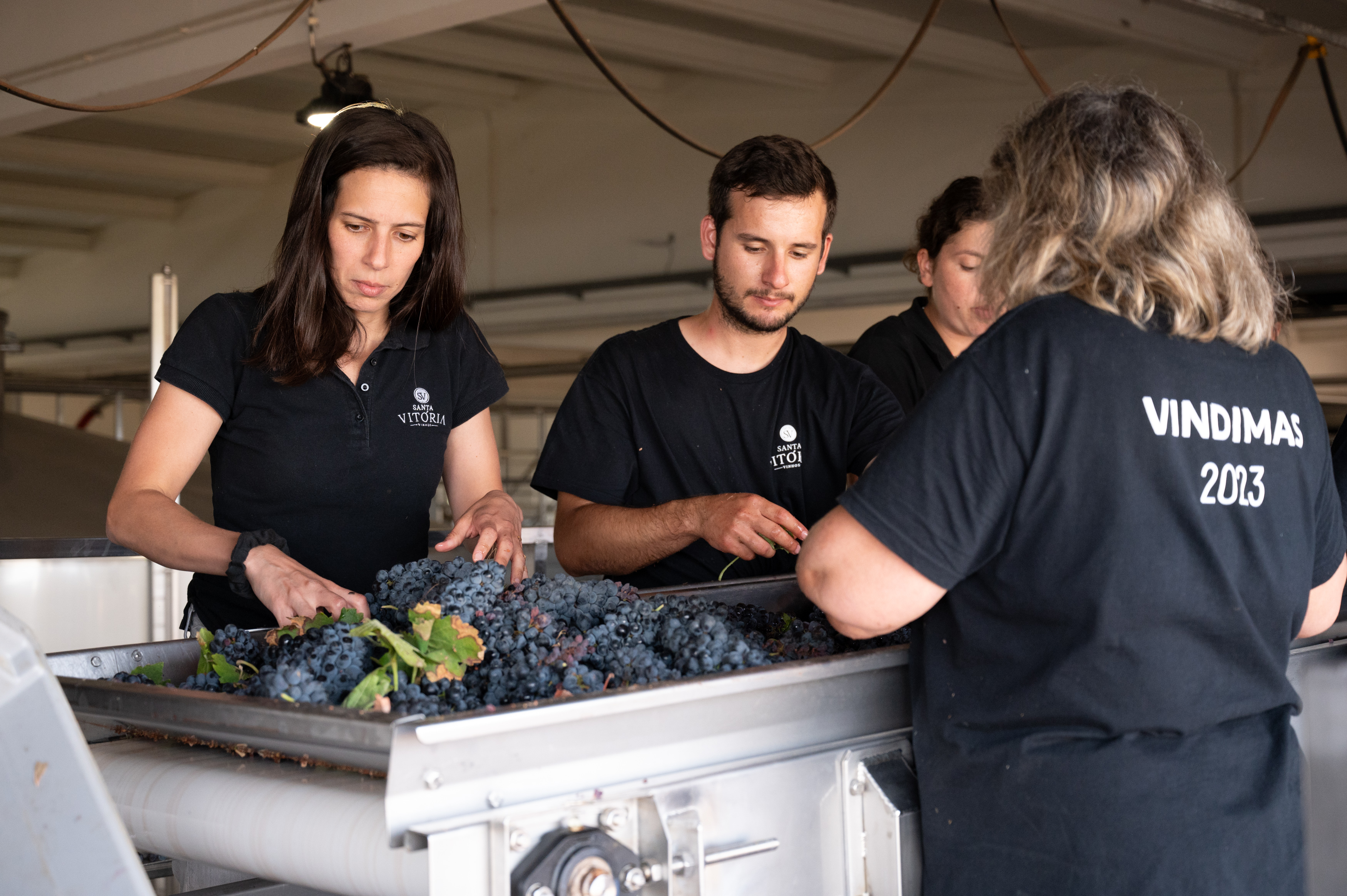 Galeria Vindimas Experience | Grape Harvest 7