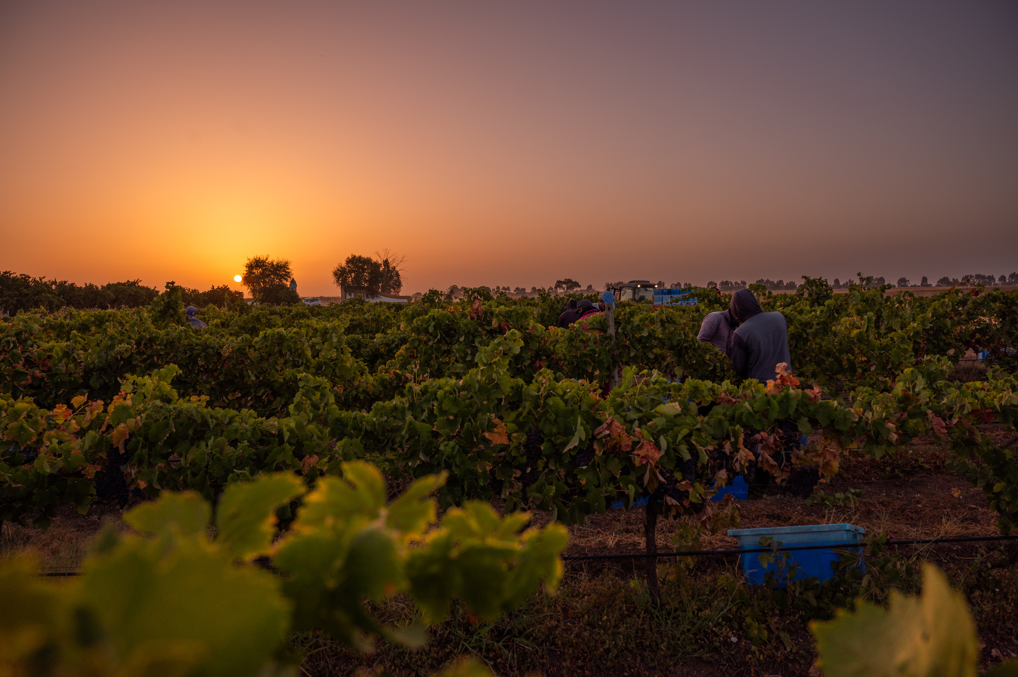 Galeria Vindimas Experience | Grape Harvest 8