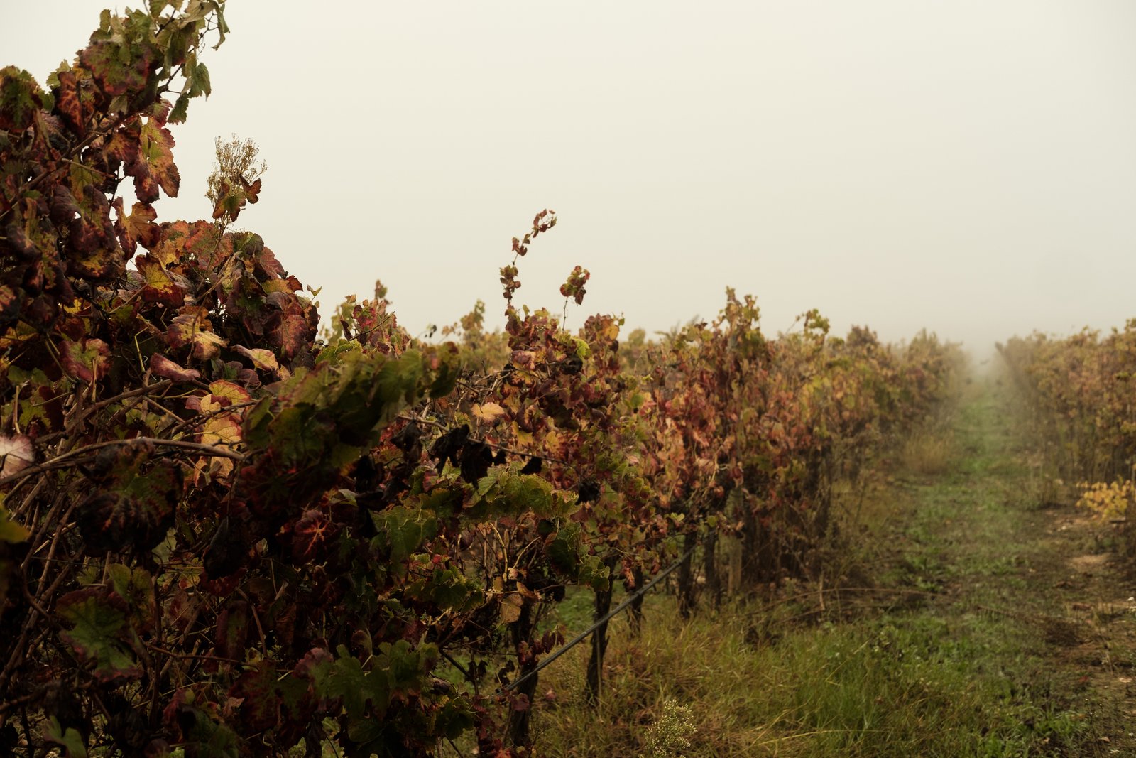 Winemaker for a Day at Casa Santa Vitória gallery 9