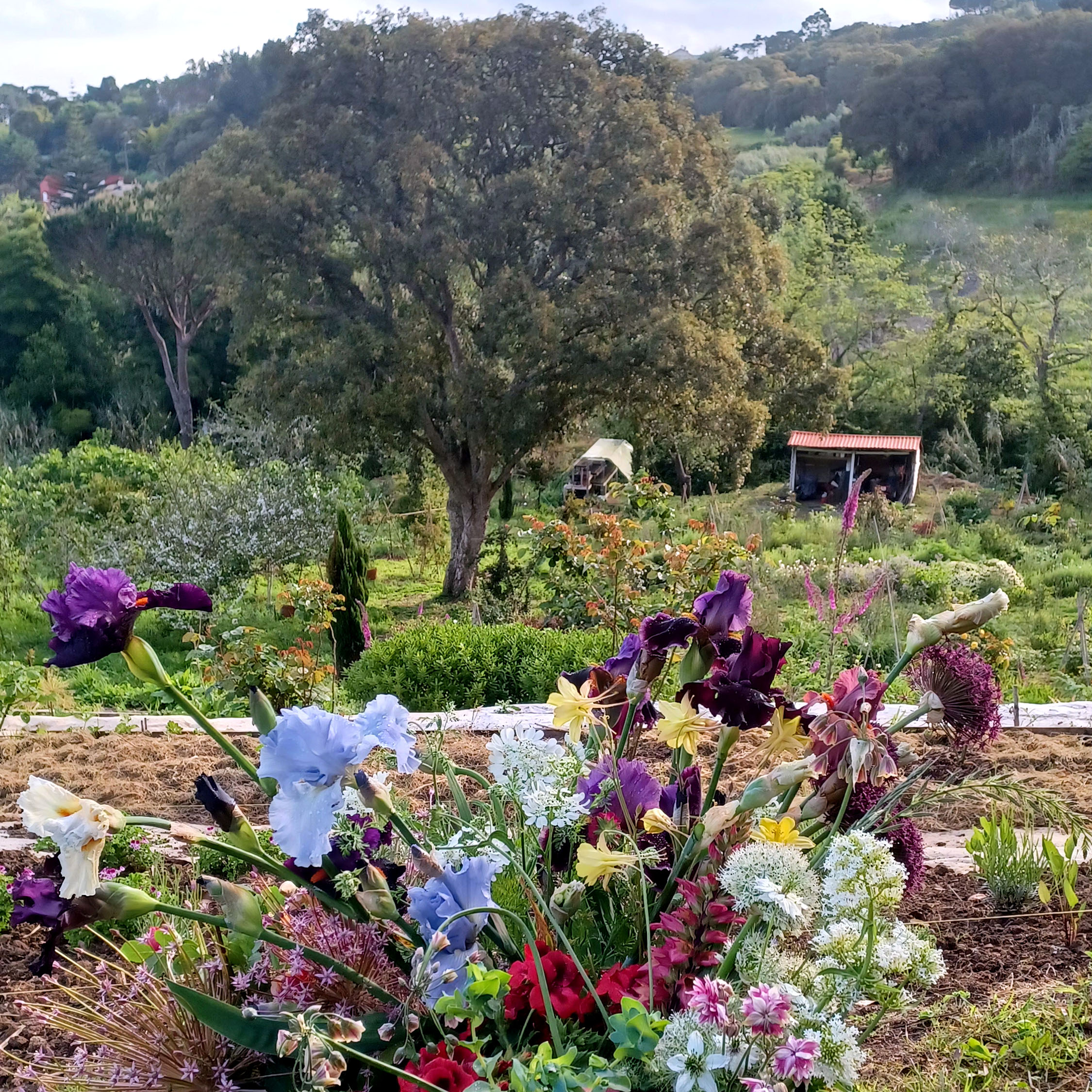 Galeria Floral Farm Guided Tour in Colares 2