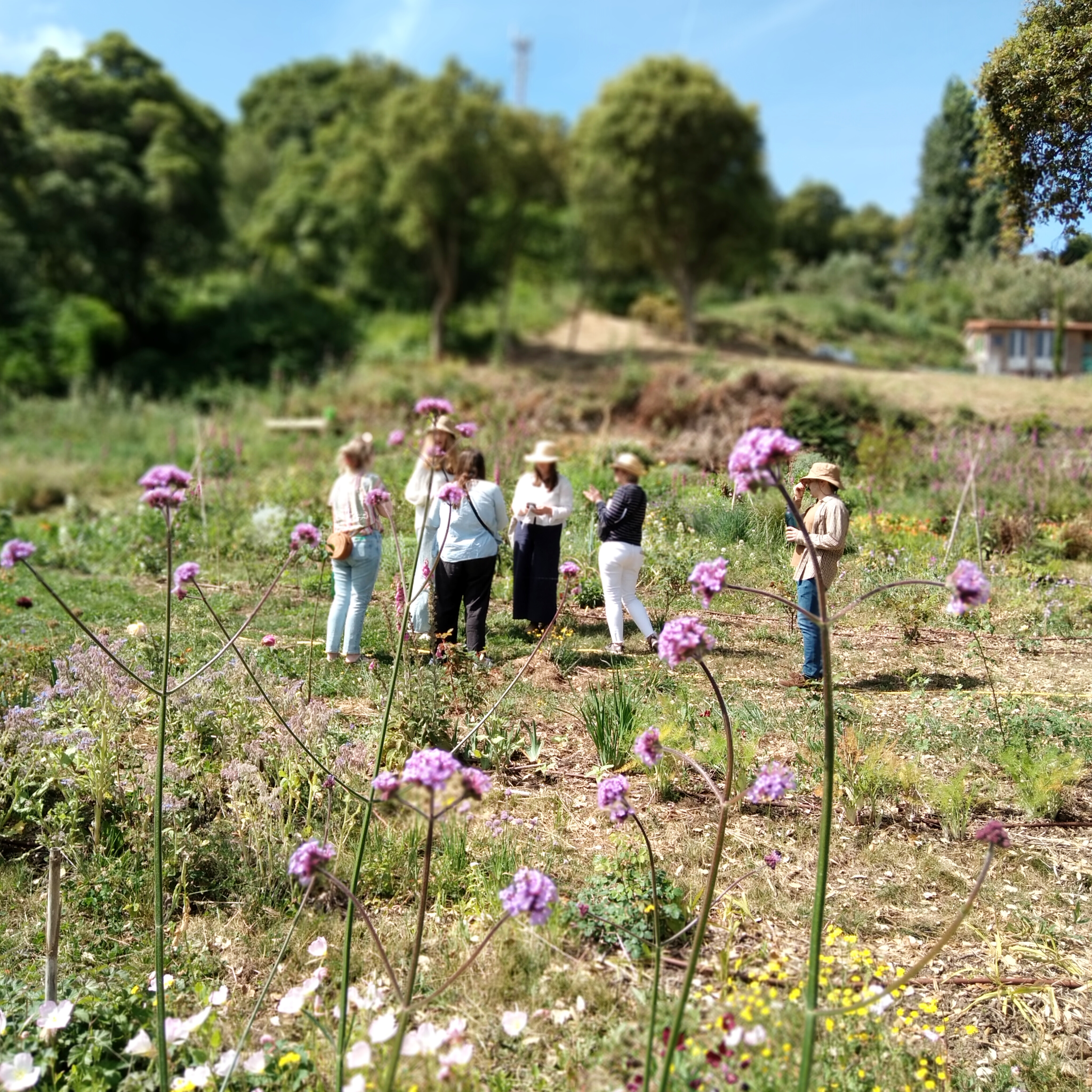 Galeria Floral Farm Guided Tour in Colares 9