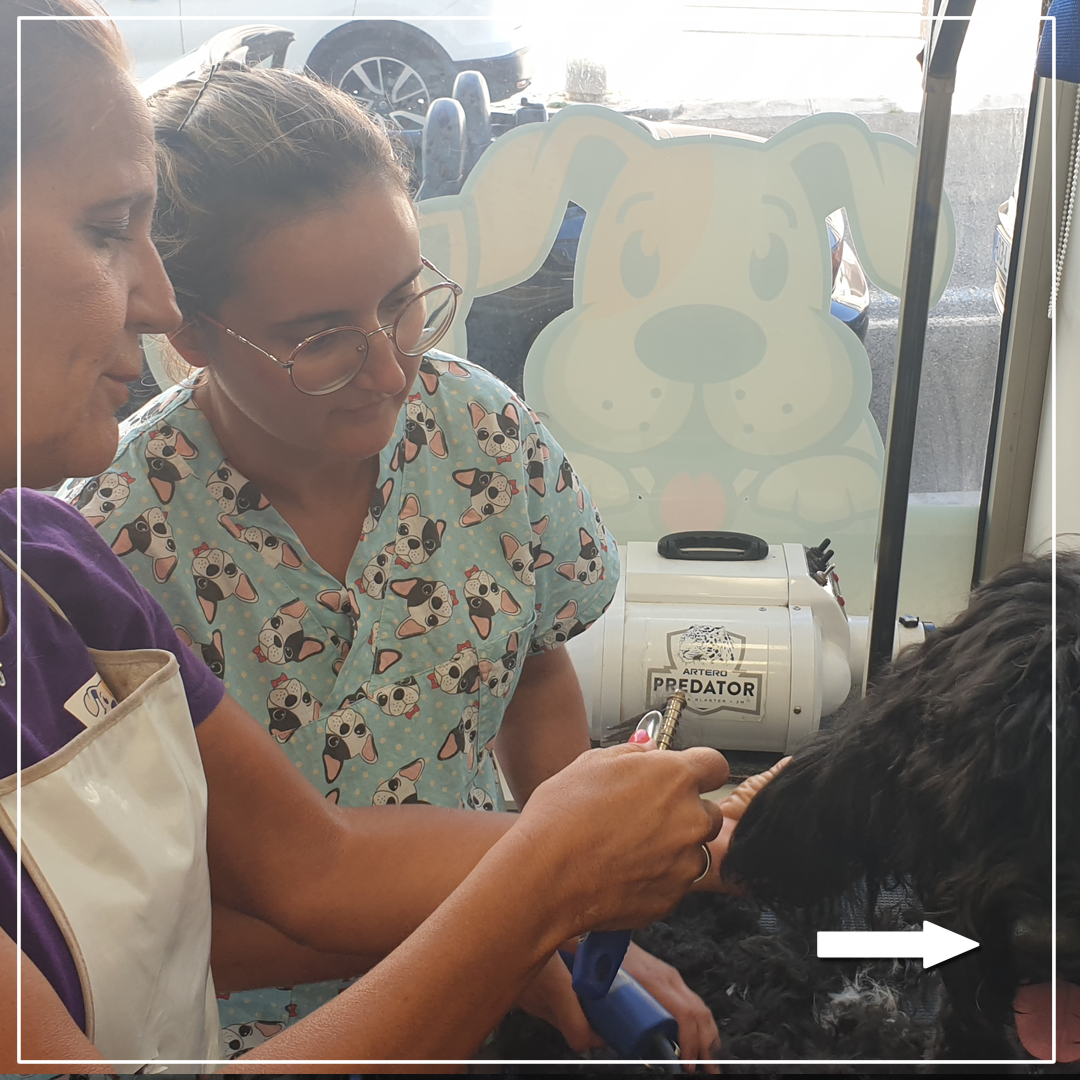 Galeria Become a Dog Groomer for One Day 4