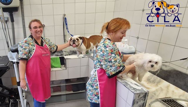 Become a Dog Groomer for One Day gallery 4