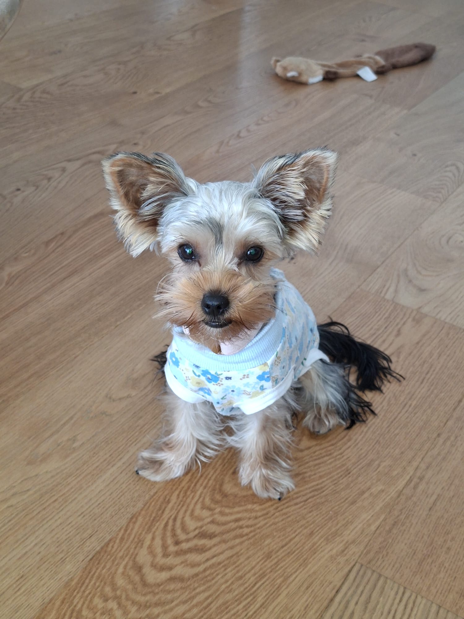 Private Dog Training and Behaviour Consultation gallery 7