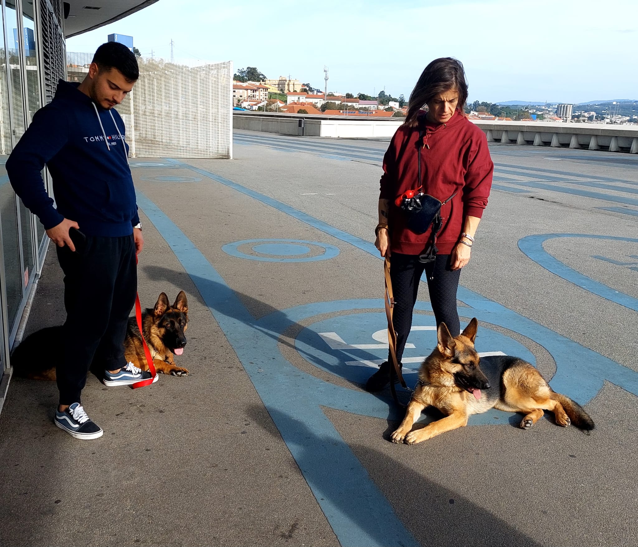 Private Dog Training and Behaviour Consultation gallery 1