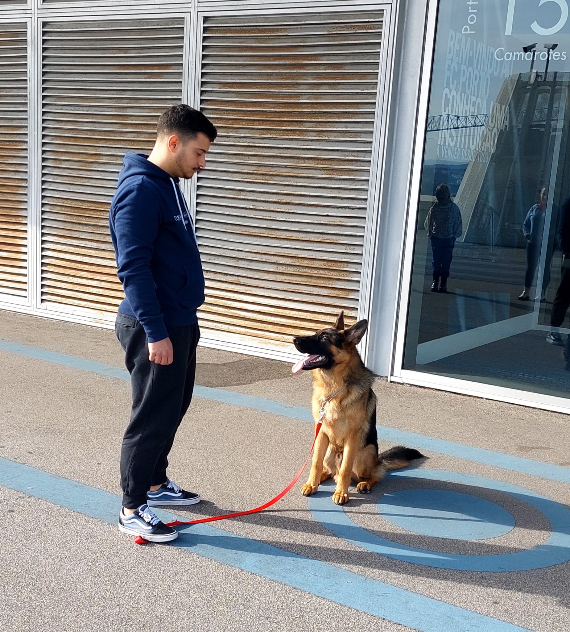 Private Dog Training and Behaviour Consultation gallery 6