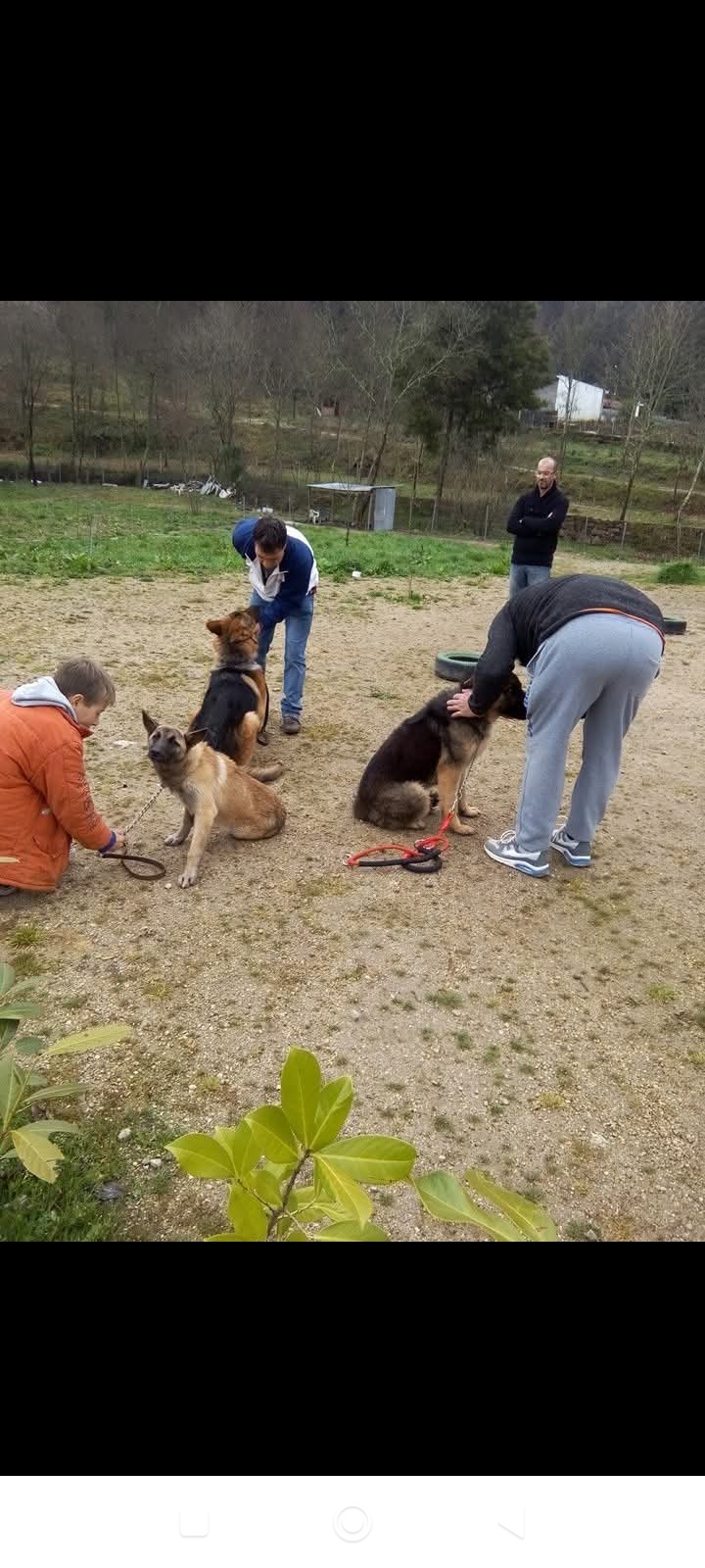 Private Dog Training and Behaviour Consultation gallery 4