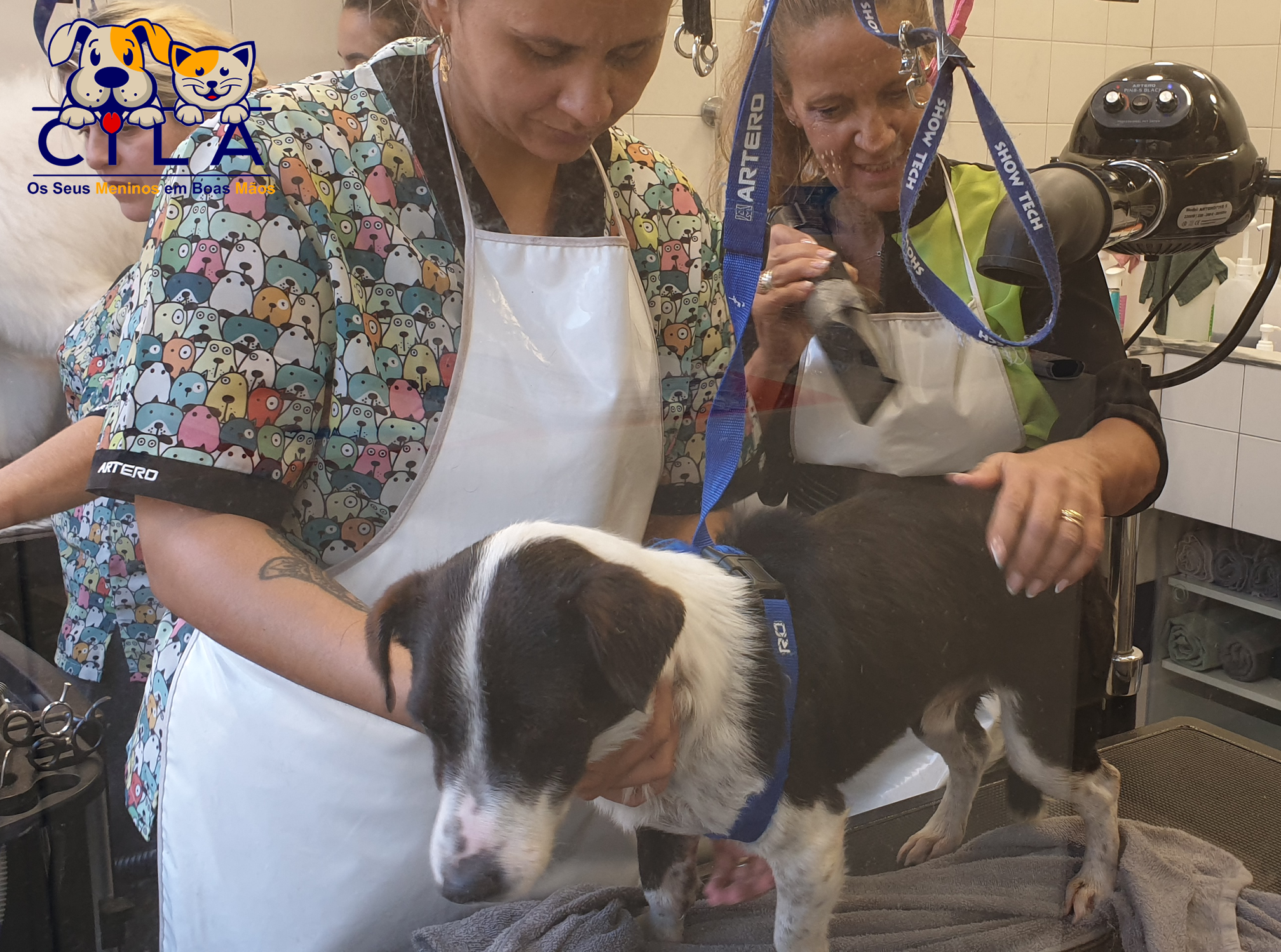 Galeria Become a Dog Groomer for One Day 8