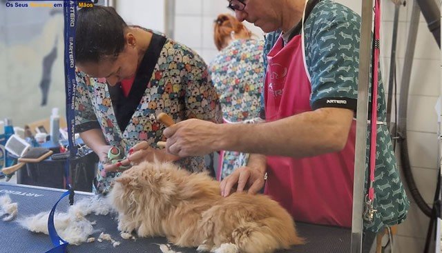 Become a Dog Groomer for One Day gallery 3
