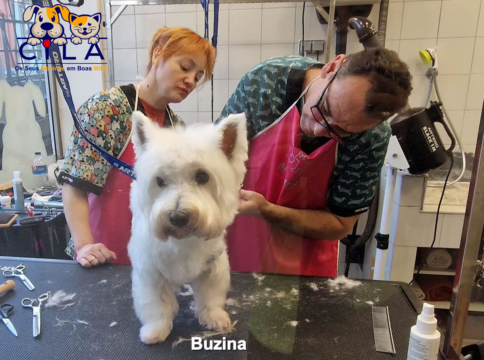 Galeria Become a Dog Groomer for One Day 7