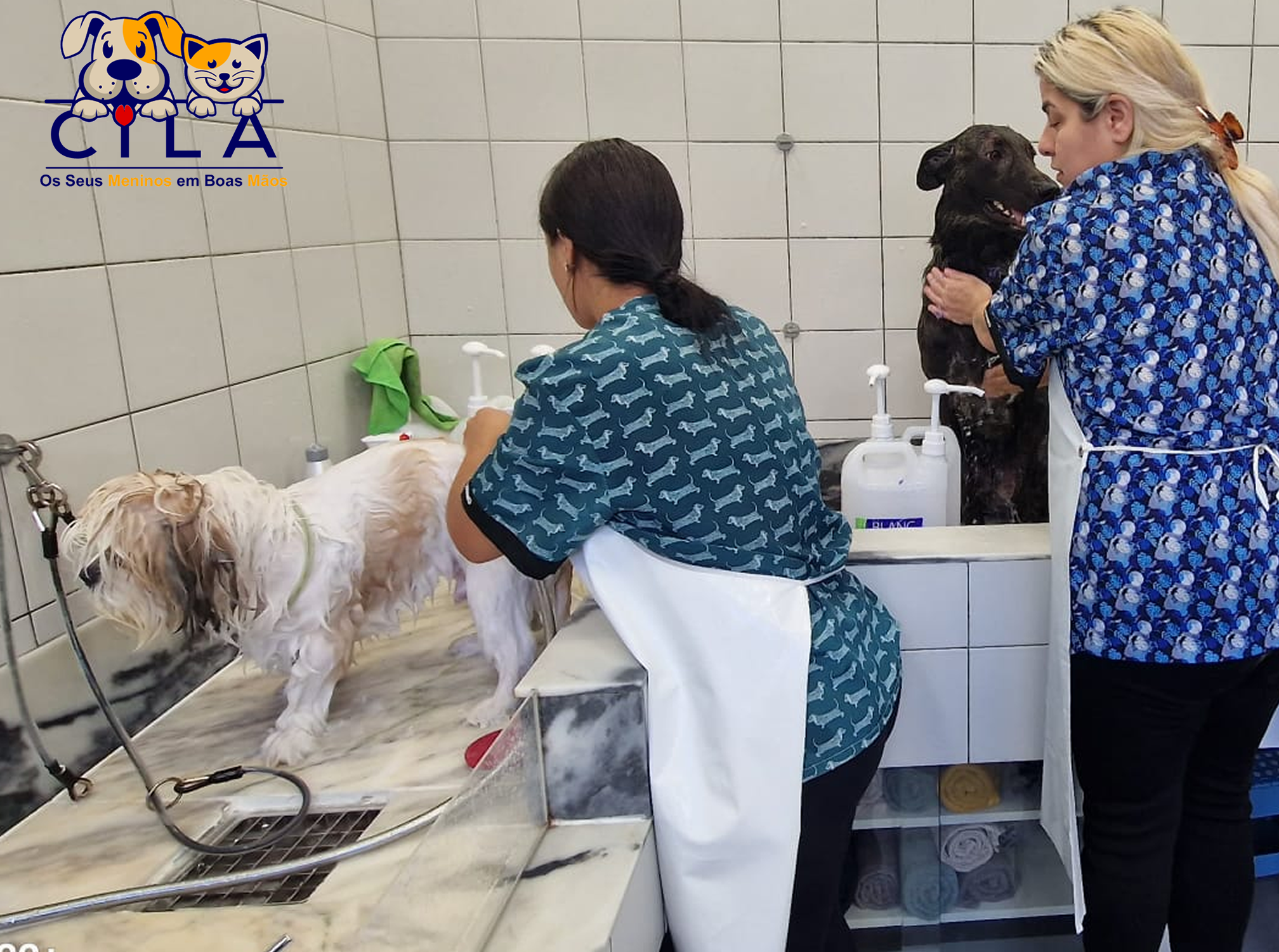 Galeria Become a Dog Groomer for One Day 10