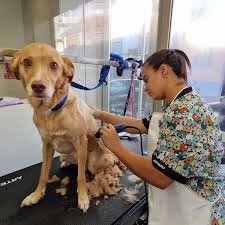Become a Dog Groomer for One Day gallery 2