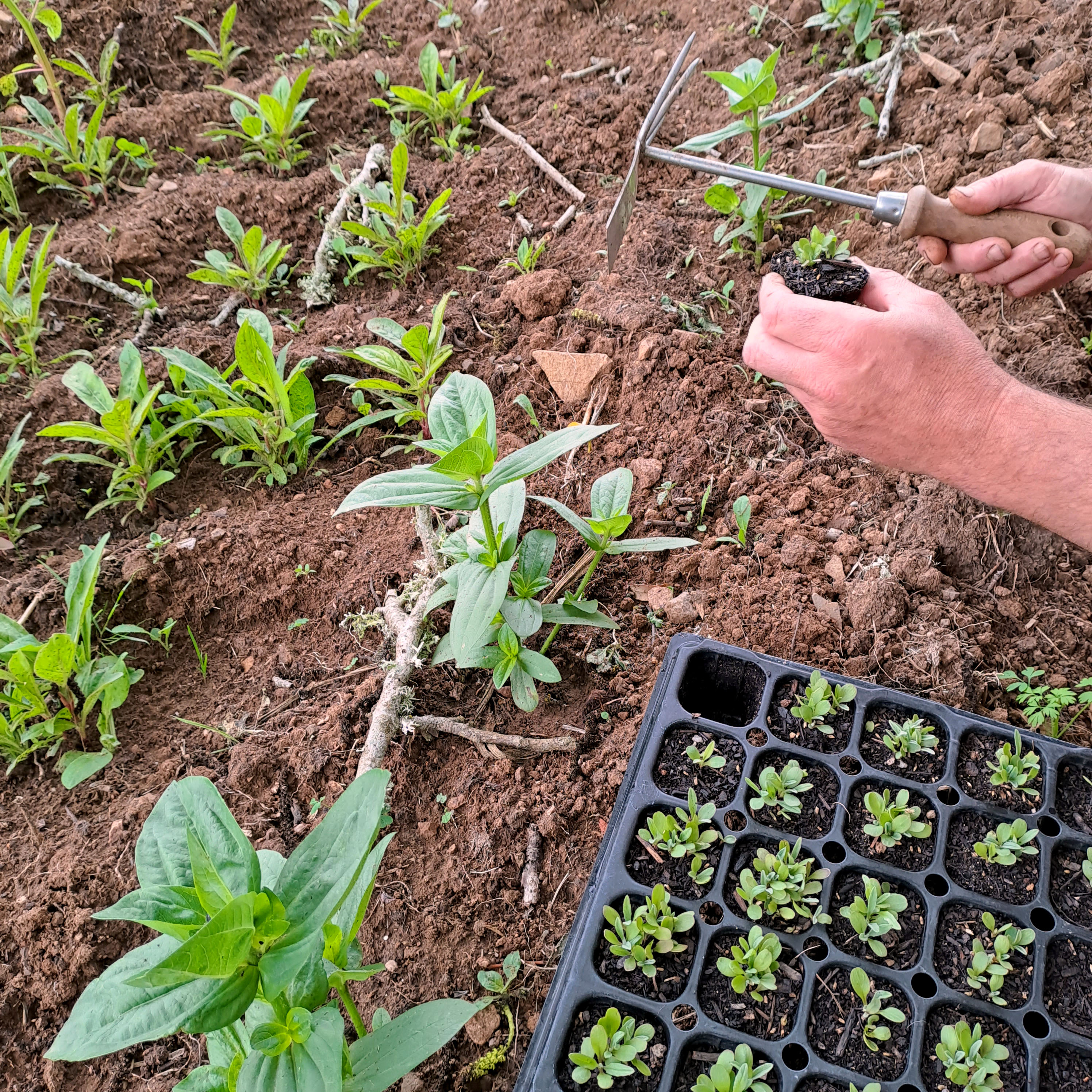 Galeria Sustainable Flower Farming Course 6