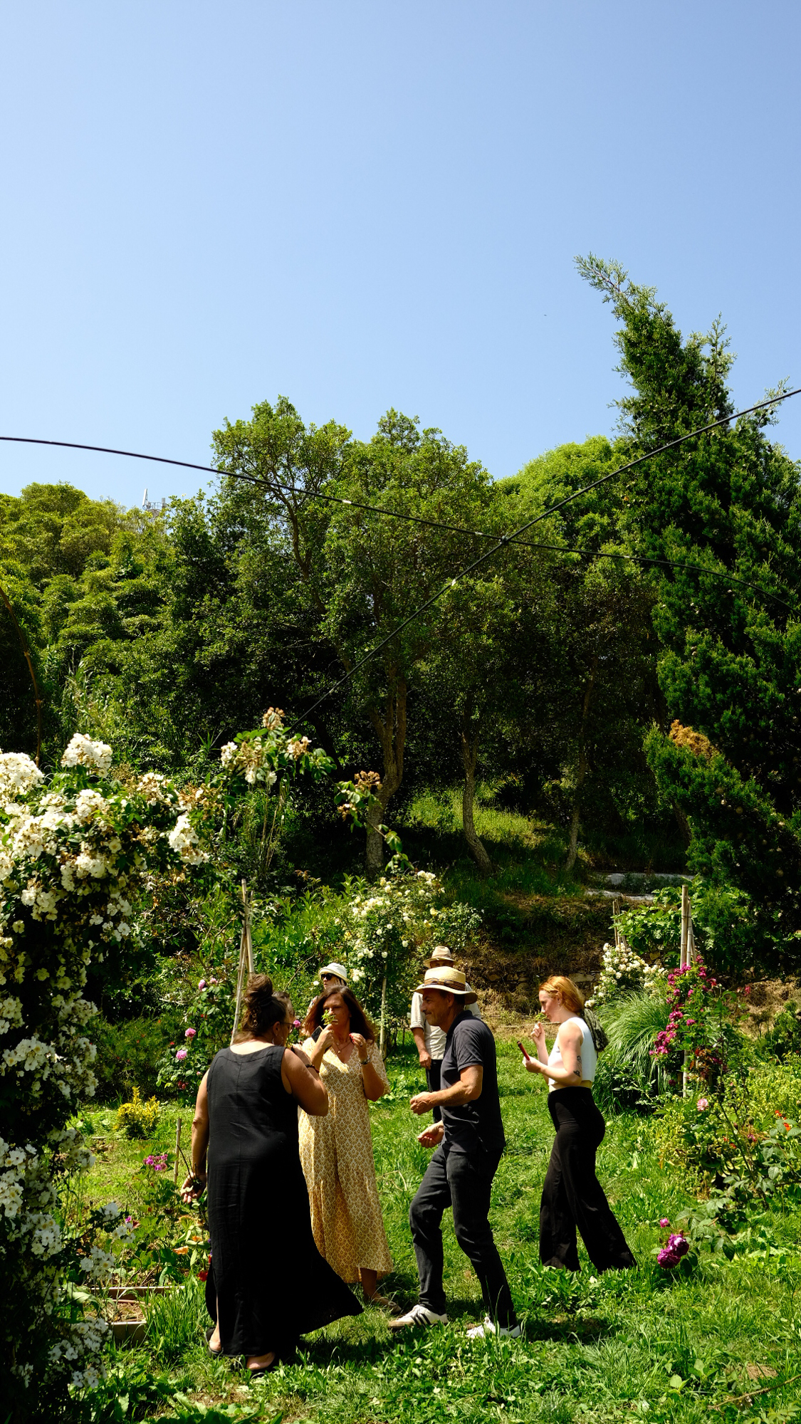 Galeria Floral Farm Guided Tour in Colares 6