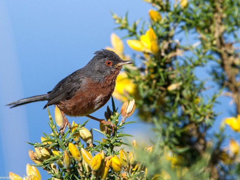 Birdwatching Experience in Litoral Norte Natural Park gallery 2
