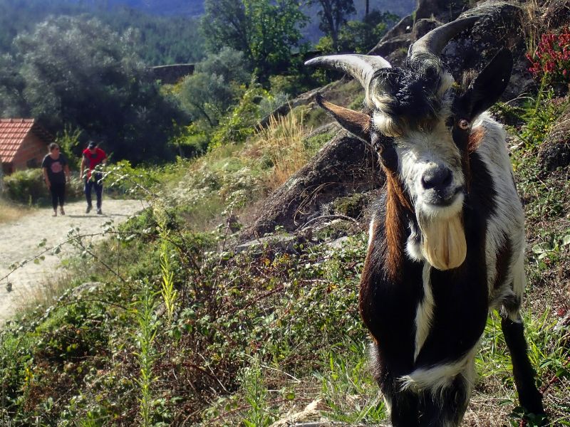 Nature, Culture and Reforestation Experience in Gerês gallery 6