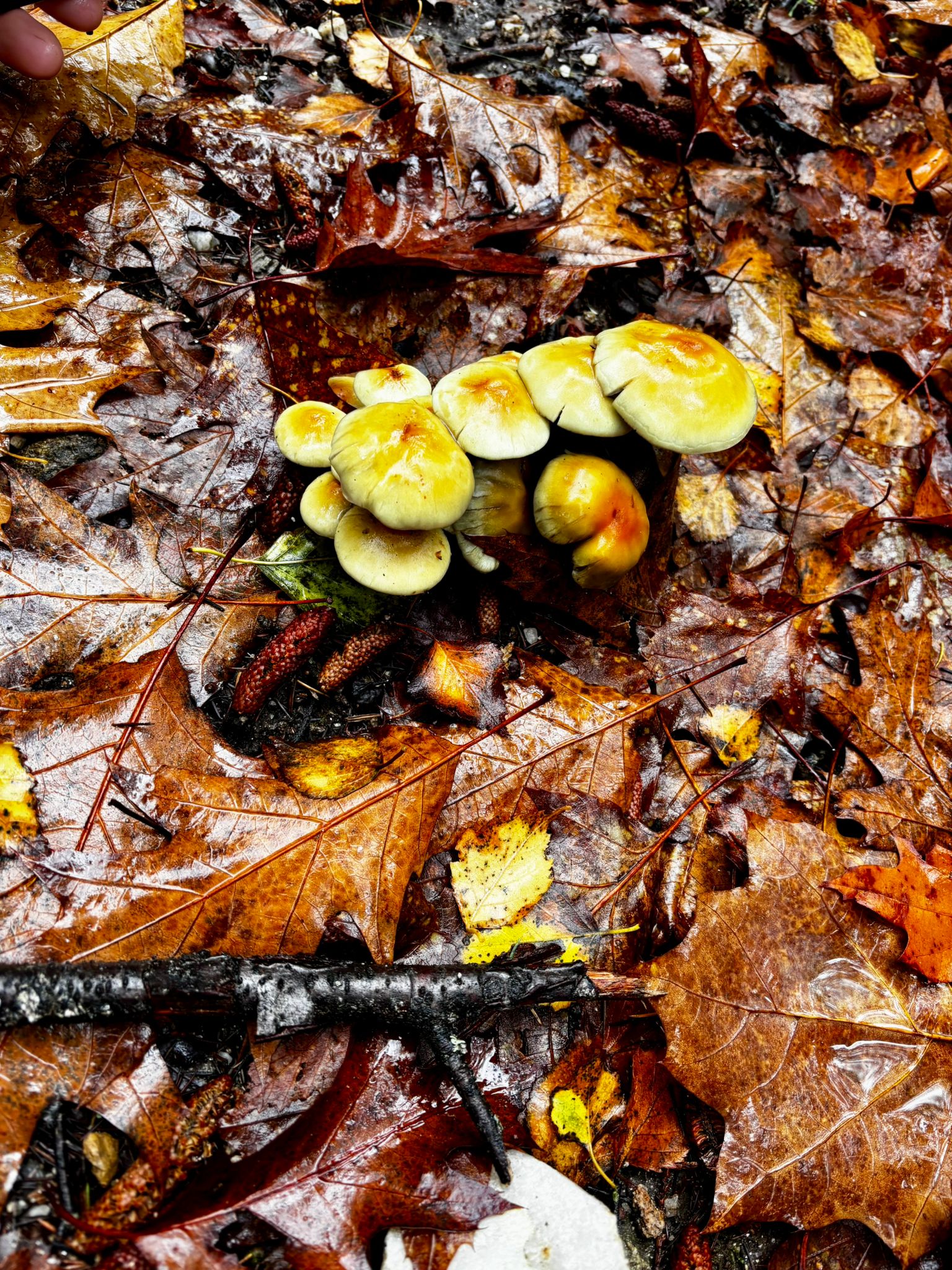 Mushroom Discovery Experience gallery 6
