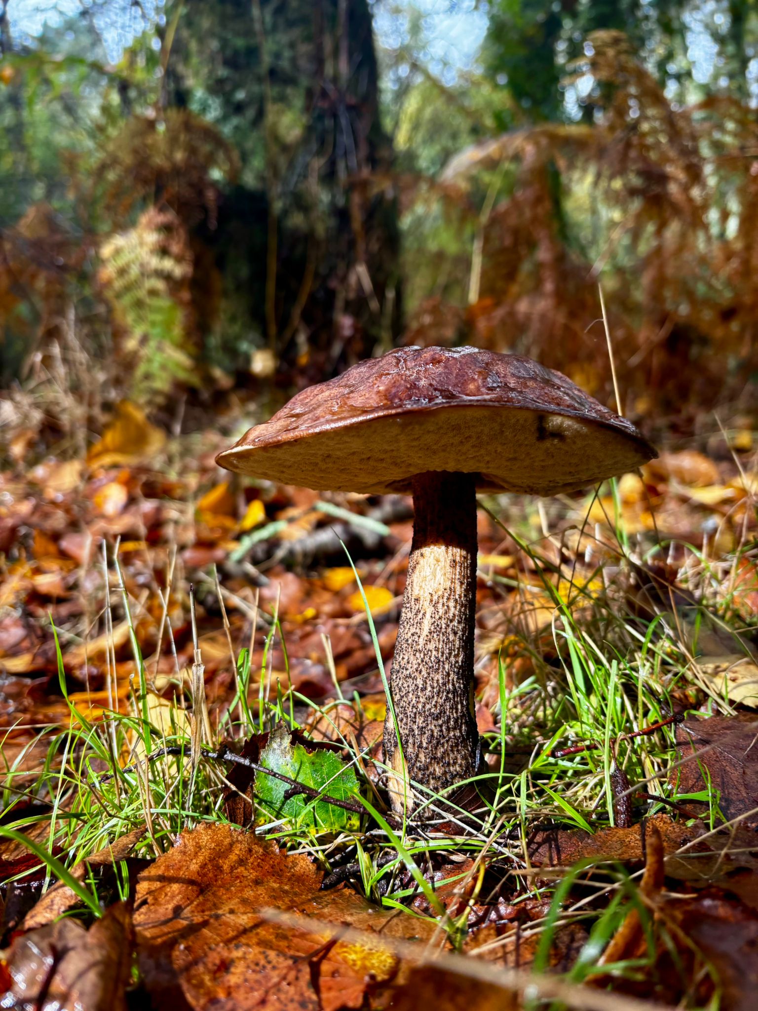 Mushroom Discovery Experience gallery 3