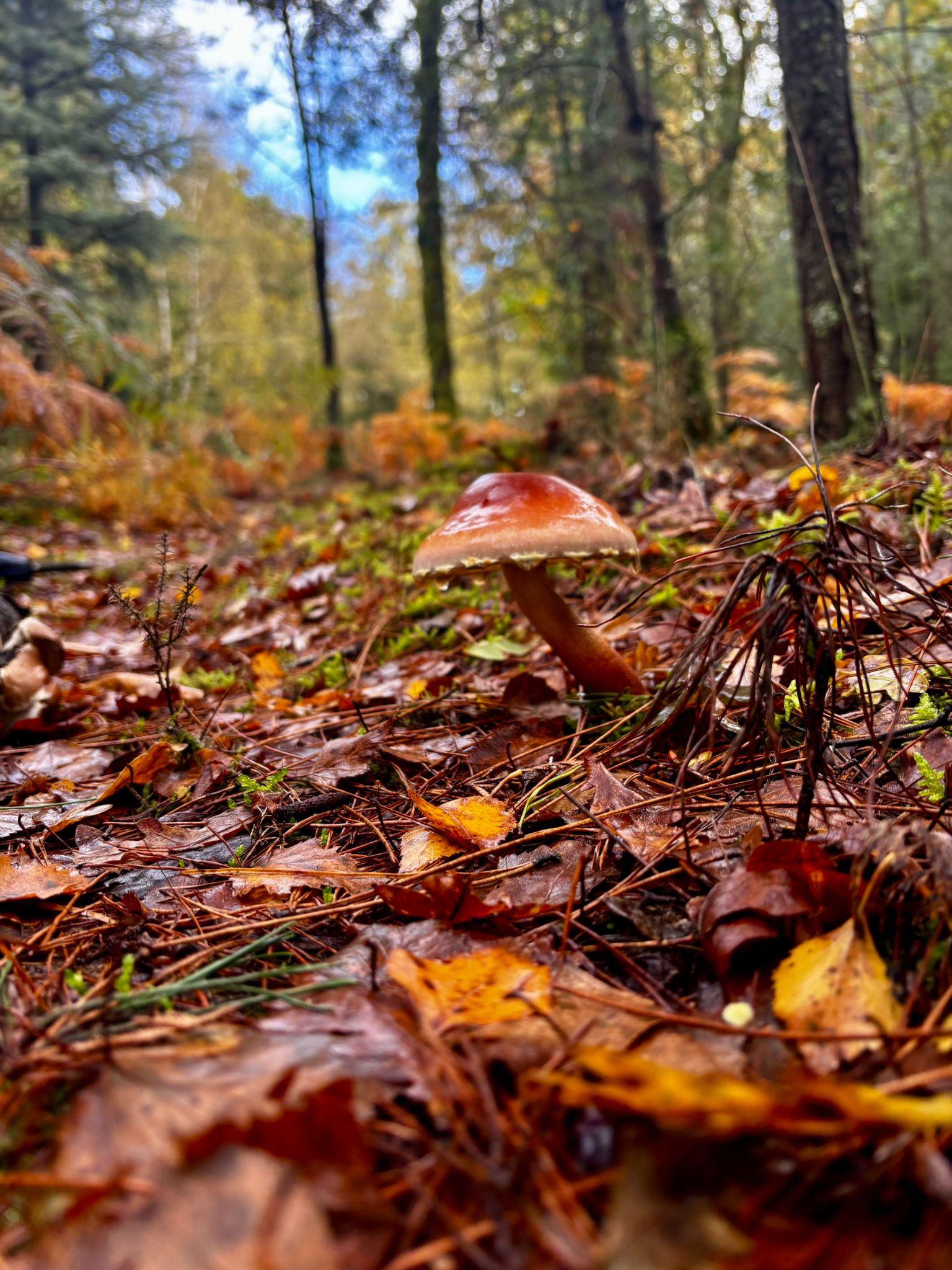Mushroom Discovery Experience gallery 7