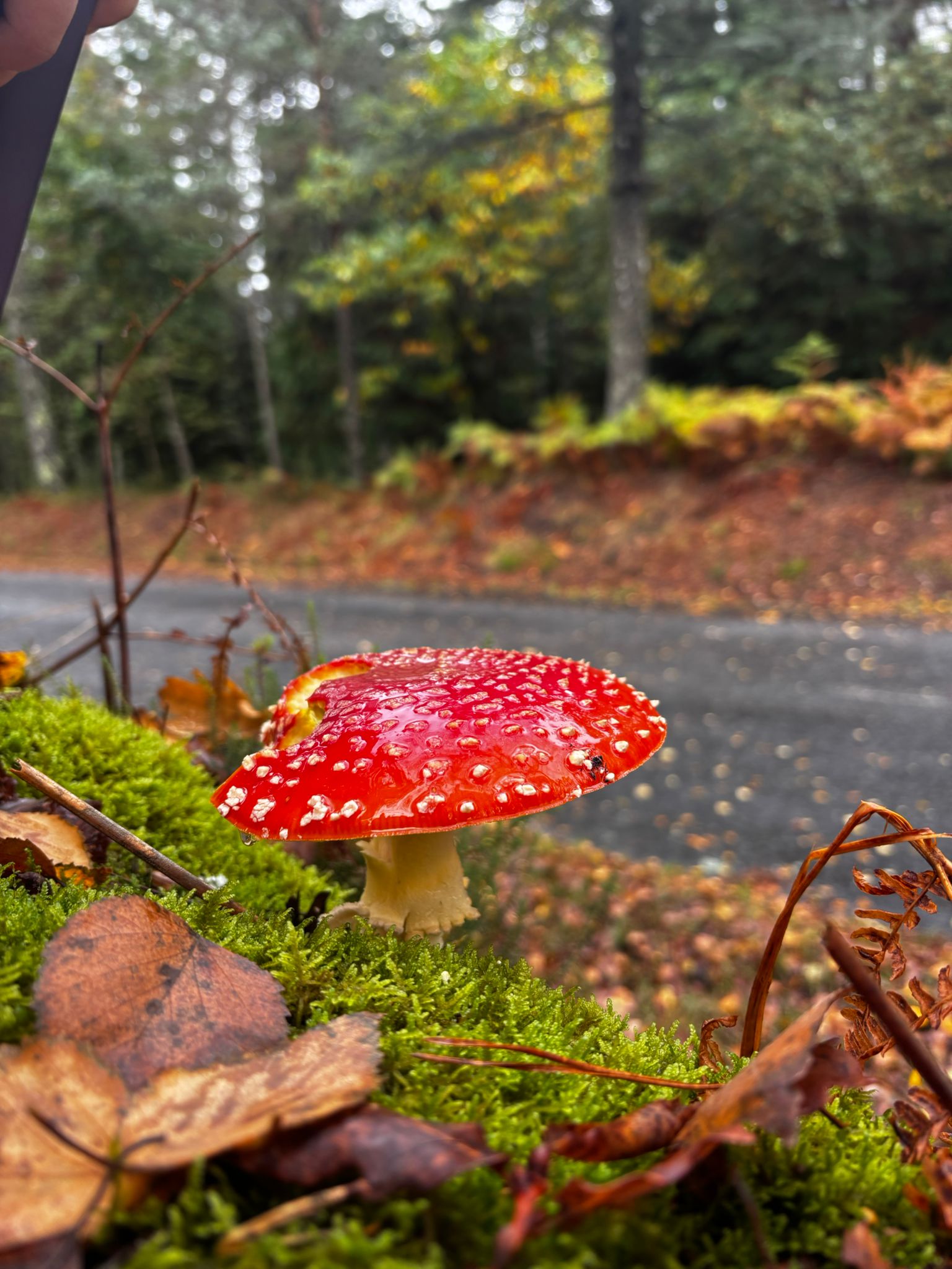 Mushroom Discovery Experience gallery 2
