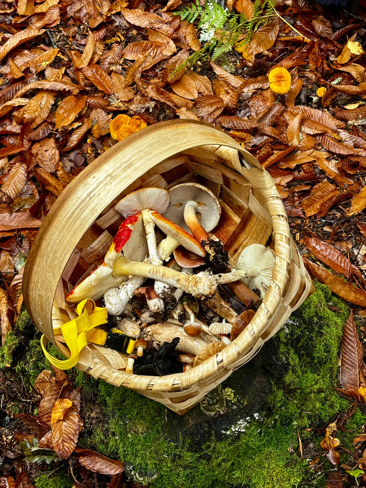 Mushroom Discovery Experience gallery 9