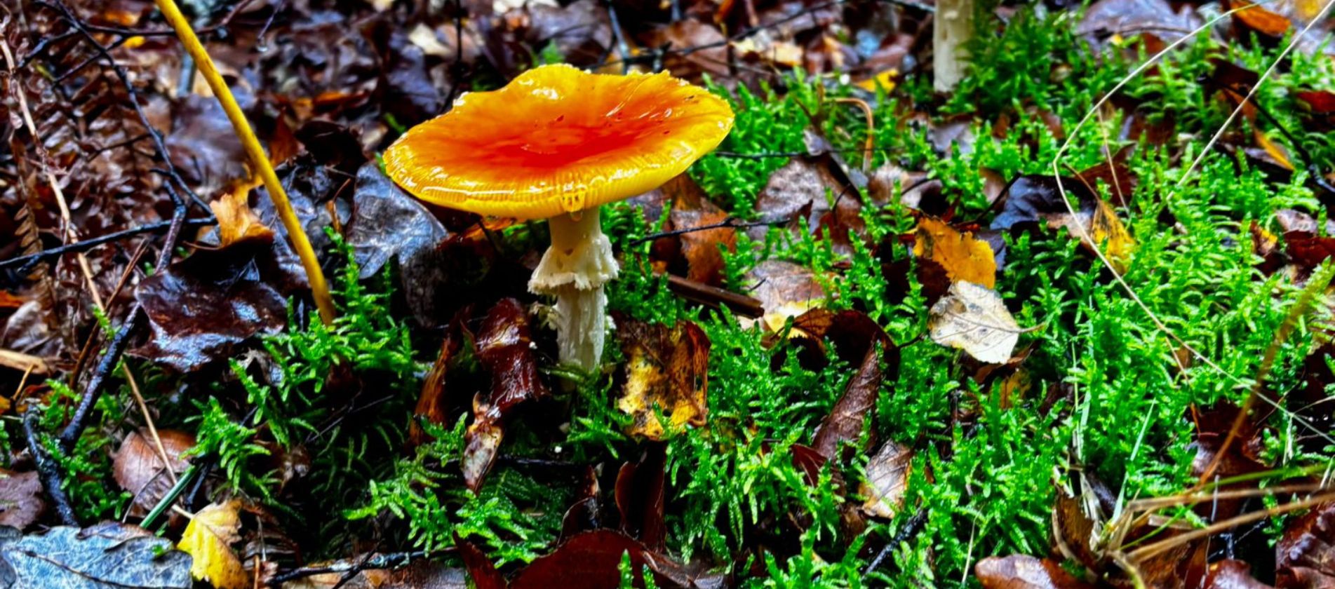 Mushroom Discovery Experience gallery 5