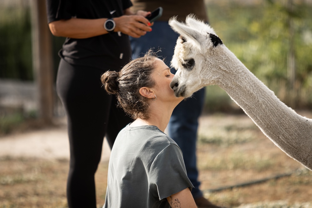 Yoga with Alpacas gallery 1