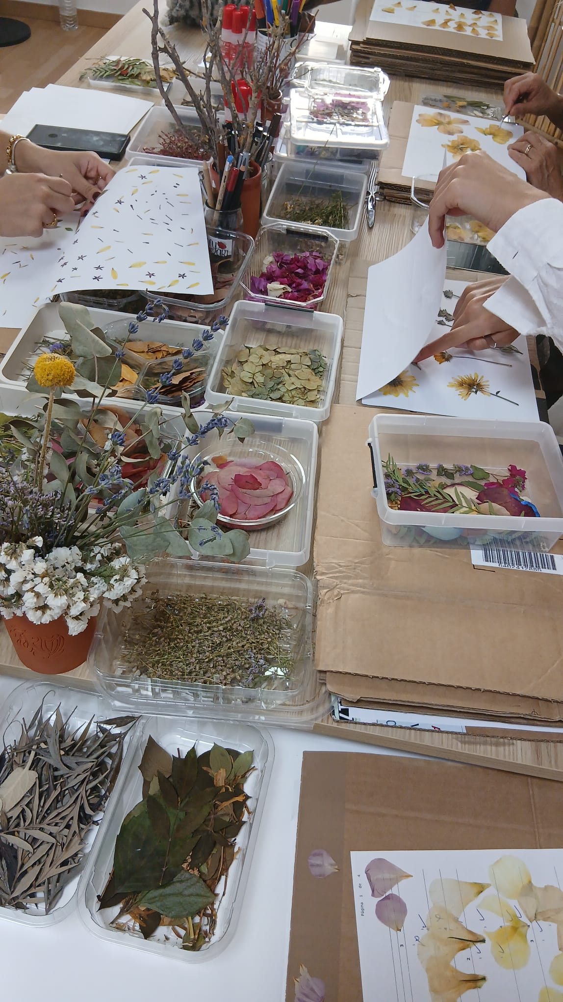Botanical Art Workshop gallery 6