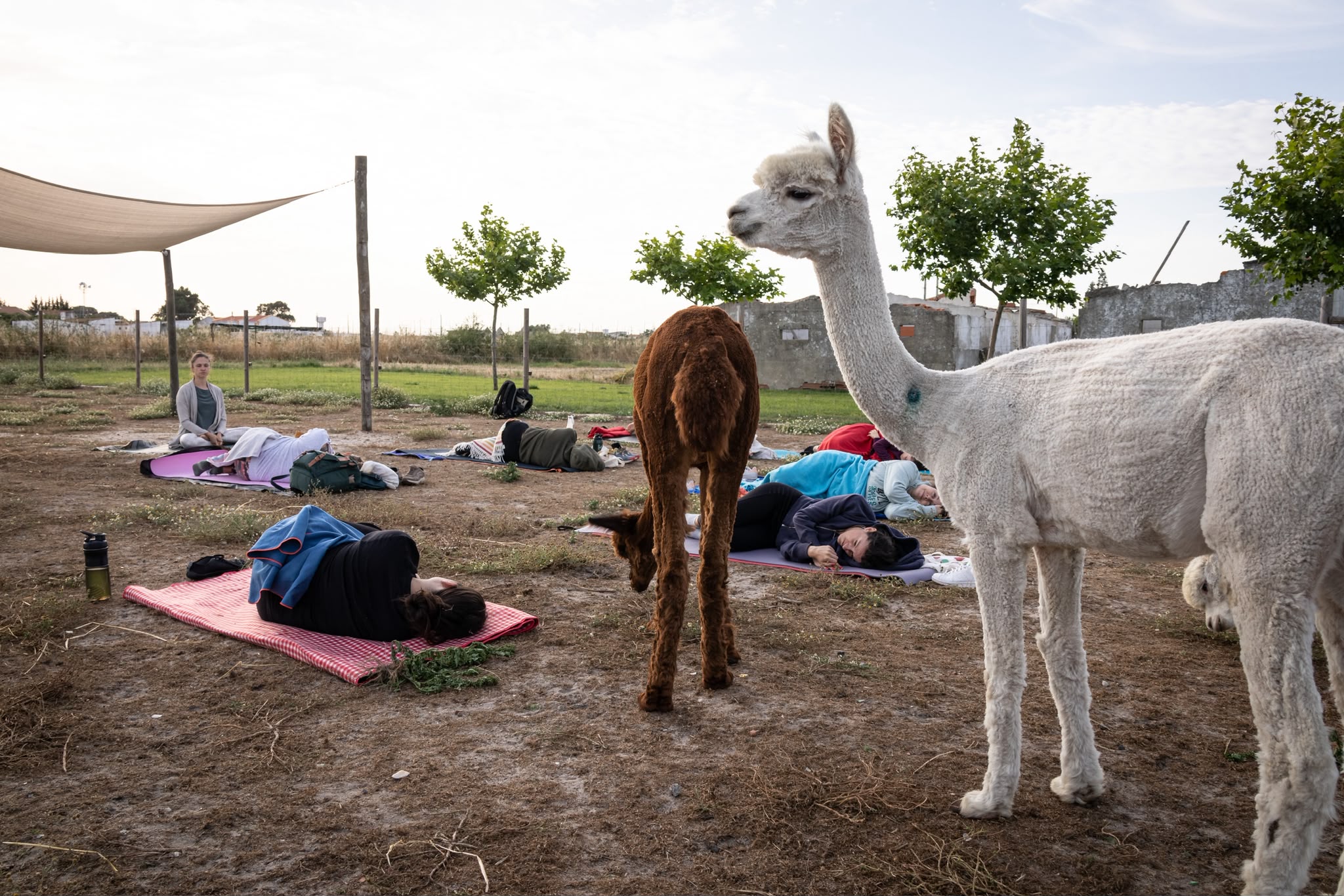 Yoga with Alpacas gallery 4