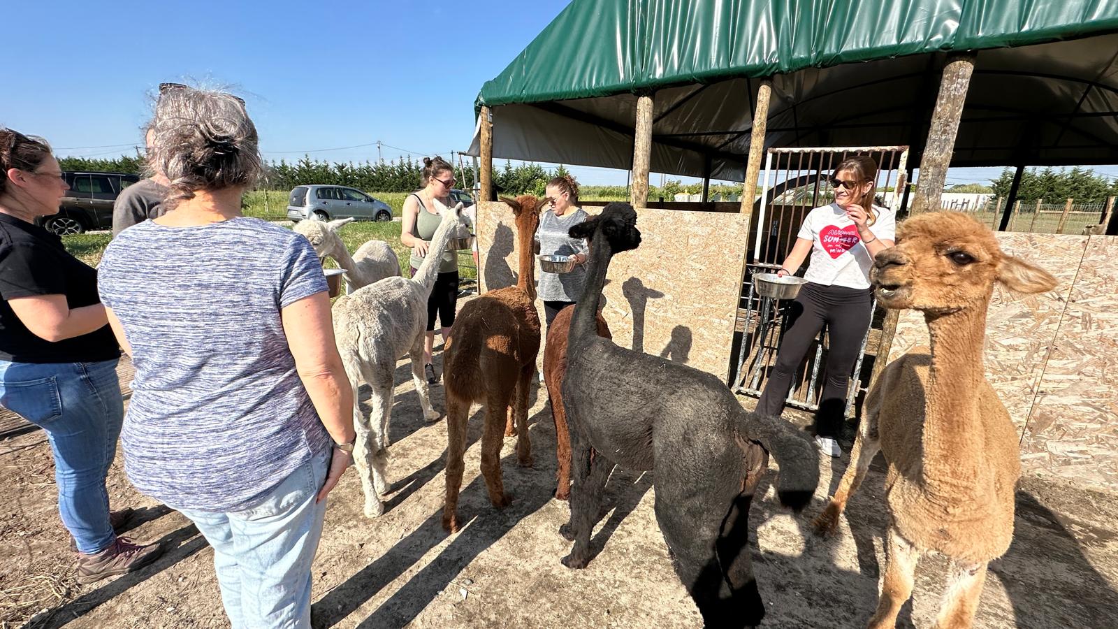 Yoga with Alpacas gallery 2