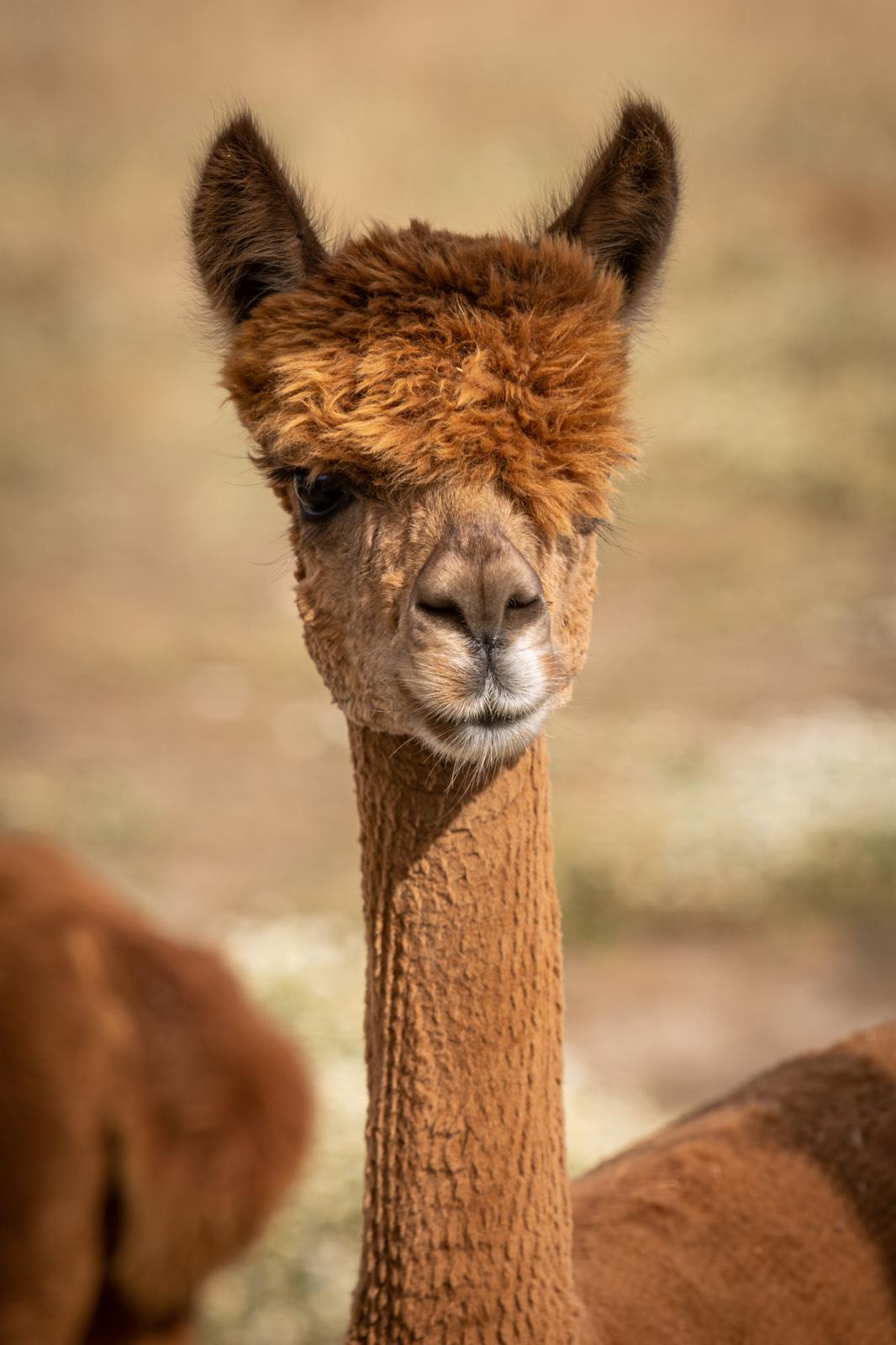 Yoga with Alpacas gallery 3