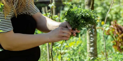 Plantas e Jardim