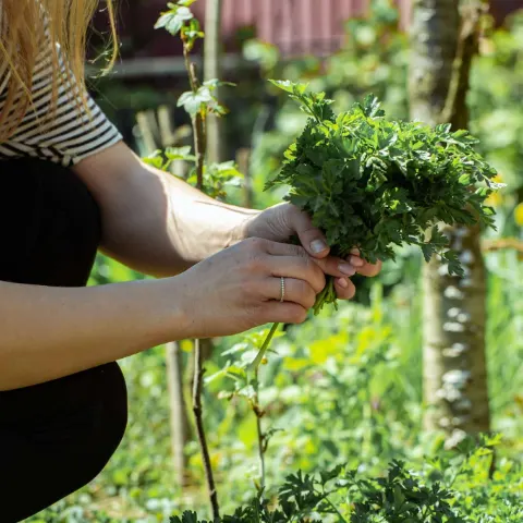 Plants & Garden
