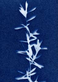 Cyanotype Workshop – Sun and Blue gallery 4